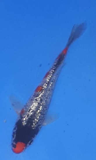 18cm Ginrin Goshiki von AOKI import 3.19 - zum Schließen ins Bild klicken