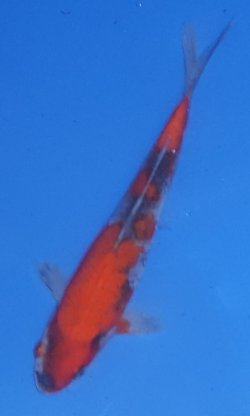 18cm Goshiki von OGATA high quality