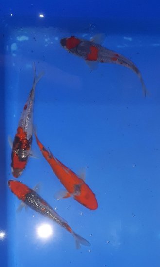 Goshiki Mix Top Koi von AOKI - zum Schließen ins Bild klicken