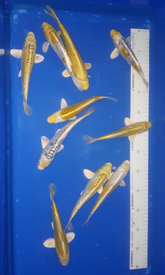 16-20cm Hariwake mix von AOKI - zum Schließen ins Bild klicken