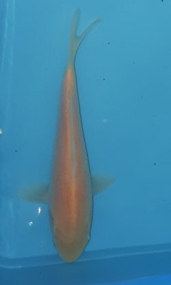 20cm Karaschigoi von Maruhiro