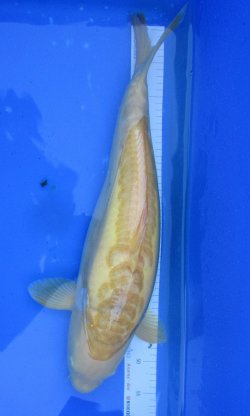 57cm Doits Karaschigoi von Ogata