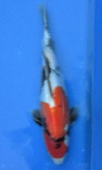 44cm Doits Showa von Ogata - zum Schließen ins Bild klicken