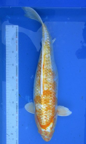 54cm Gin Rin Hariwake von Ogata - zum Schließen ins Bild klicken