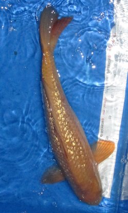 50cm Gin Rin Chagoi von Ogata