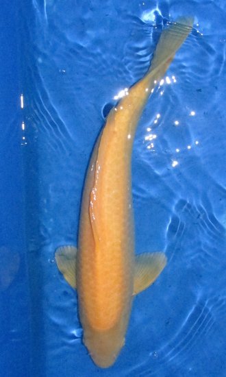 50cm akame Karaschigoi von Ogata - zum Schließen ins Bild klicken