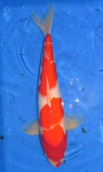 42cm Kohaku von Ogata - zum Schließen ins Bild klicken