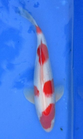 44cm Kohaku von Ogata - zum Schließen ins Bild klicken