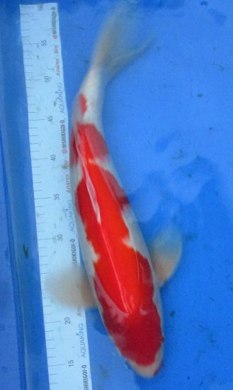 47cm Kohaku von Ogata - zum Schließen ins Bild klicken