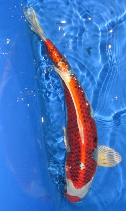 43cm Kujaku von Ogata