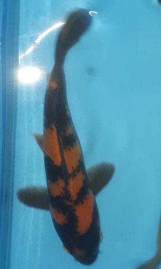 Hi Utsuri 20cm von Maruhiro - zum Schließen ins Bild klicken