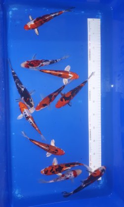 Maruhiro Koi mix doits Showa, Yamatonishiki