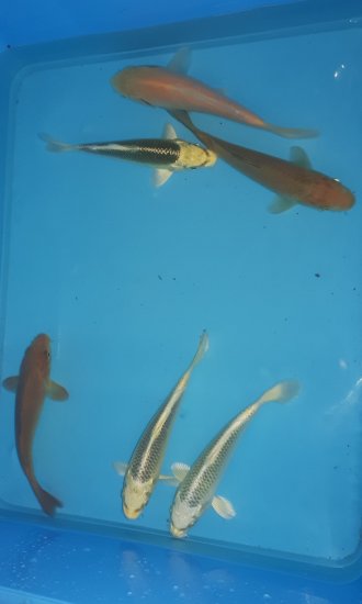 Maruhiro Koi mix Mukashi, Chagoi, Midorigoi - zum Schließen ins Bild klicken