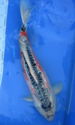 53cm Shusui von Ogata