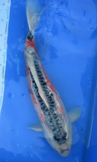 53cm Shusui von Ogata - zum Schließen ins Bild klicken