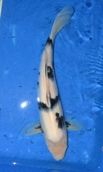 46cm Shiro Utsuri von Ogata - zum Schließen ins Bild klicken