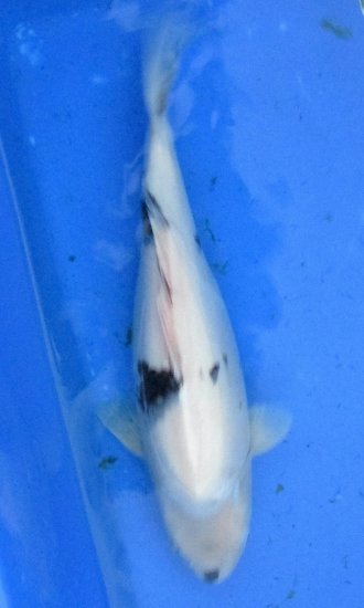 50cm Shiro Utsuri von Ogata - zum Schließen ins Bild klicken