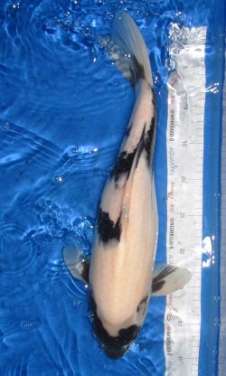 51cm Shiro Utsuri von Ogata