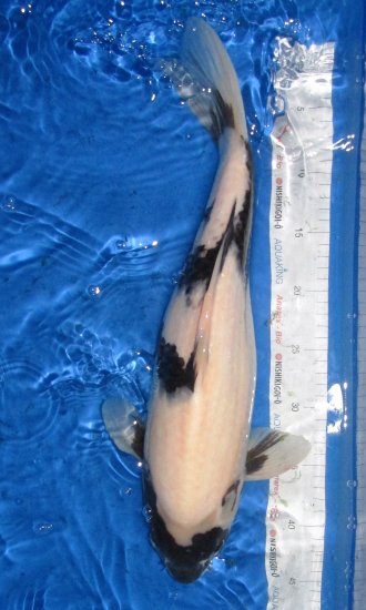 51cm Shiro Utsuri von Ogata - zum Schließen ins Bild klicken