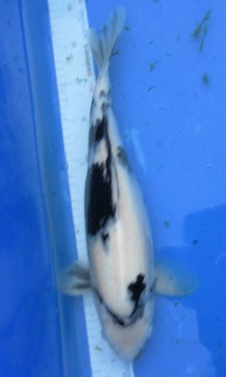 54cm Shiro Utsuri von Ogata - zum Schließen ins Bild klicken