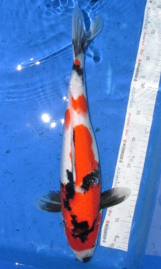 45cm Showa von Ogata - zum Schließen ins Bild klicken