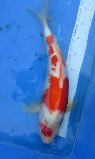 45cm Kohaku von Ogata - zum Schließen ins Bild klicken