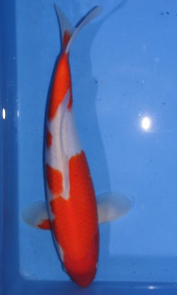 38cm Kohaku von Ogata