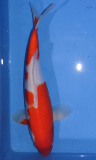 38cm Kohaku von Ogata - zum Schließen ins Bild klicken