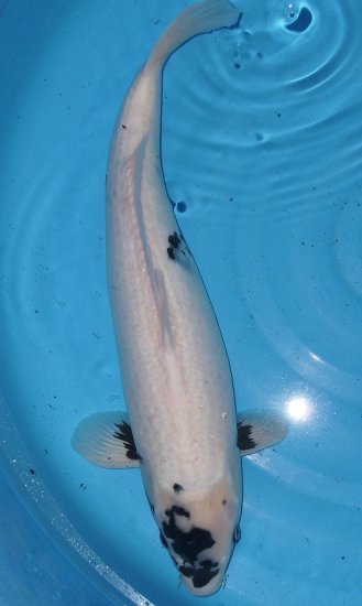 57cm Shiro Utsuri von Ogata - zum Schließen ins Bild klicken