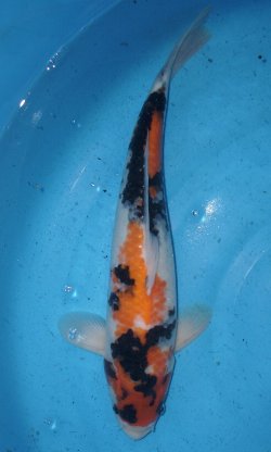 38cm Showa von Ogata