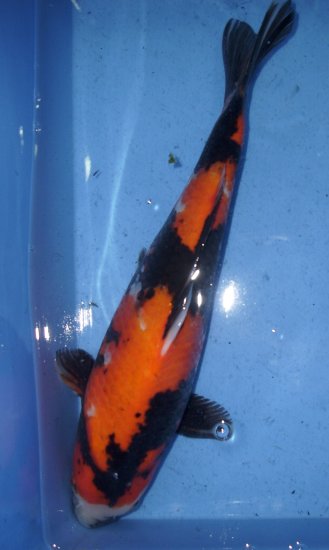 Showa 38-40cm von Ogata - zum Schließen ins Bild klicken