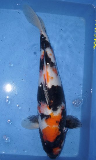 Showa 38-40cm von Ogata - zum Schließen ins Bild klicken